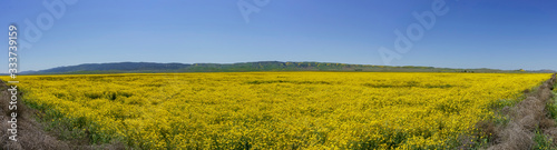 Beautiful yellow goldifelds blossom