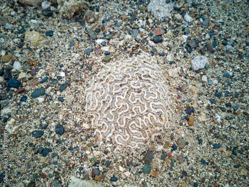 Fototapeta Naklejka Na Ścianę i Meble -  petrified coral on the island of Curacao