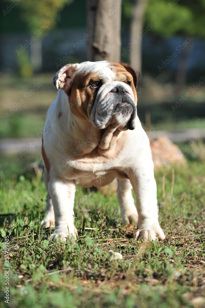 English Bulldog purebred dog brown and white in the park