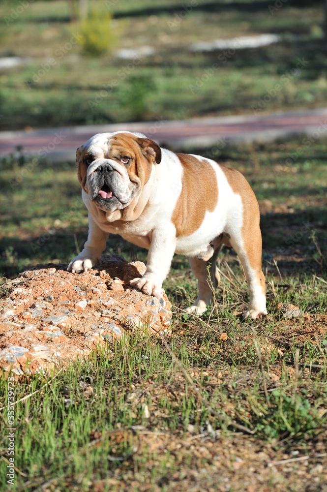 English Bulldog purebred dog brown and white in the park