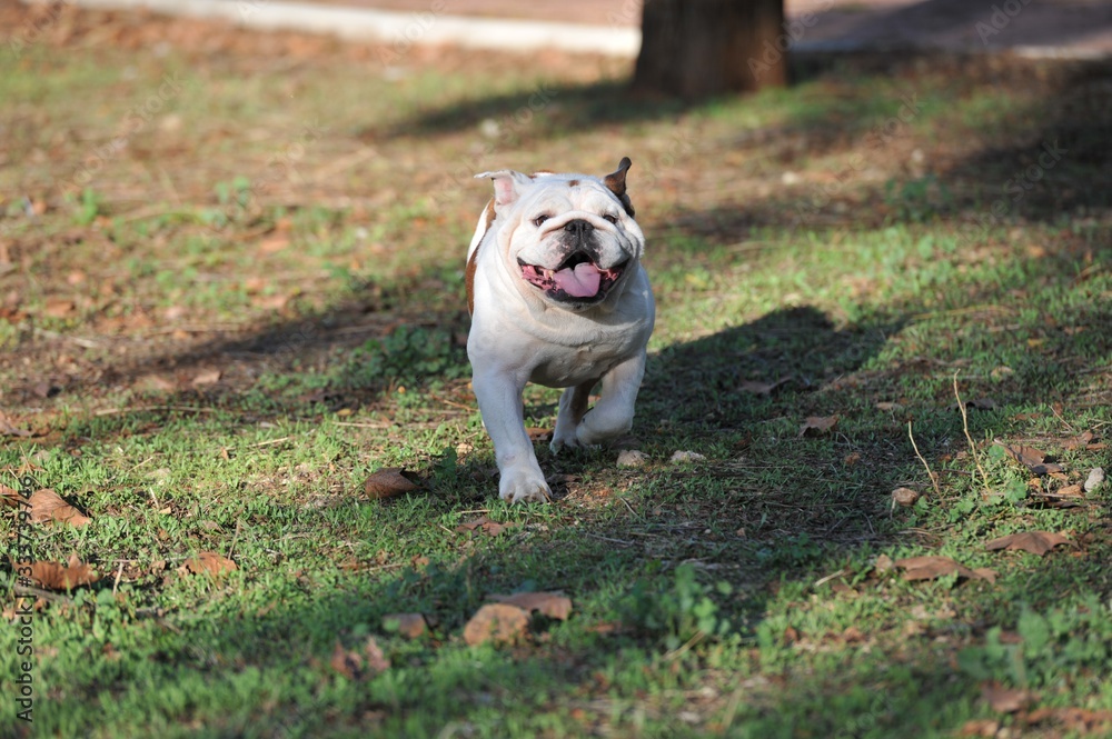English bulldog purebred dog running in the park