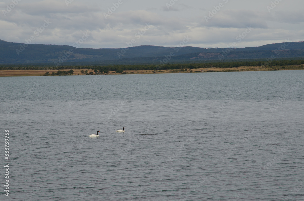 Black-necked swans Cygnus melancoryphus on the sea.