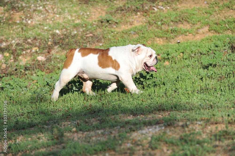 English bulldog purebred dog white brown color walking in the park