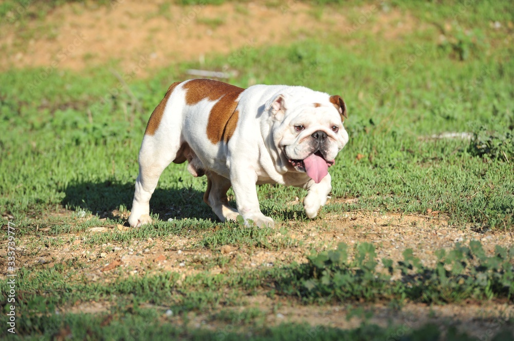 English bulldog purebred dog white brown color walking in the park English bulldog purebred dog white brown color walking in the park
