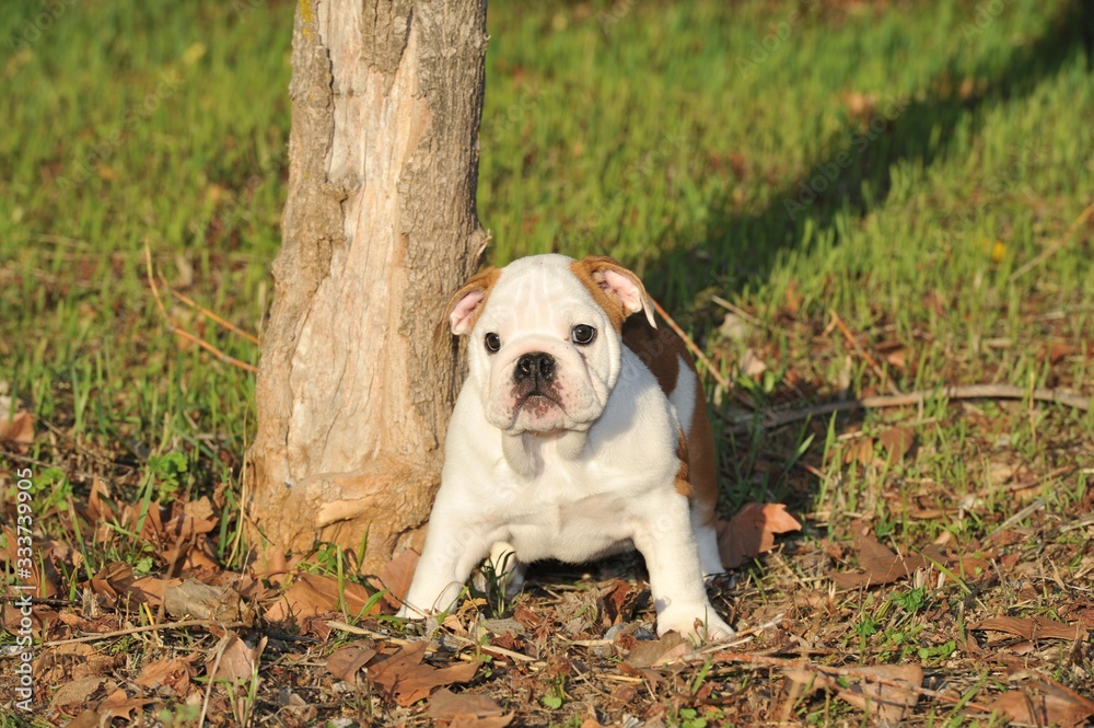 Cute small english bulldog purebred dog on the grass Cute small english bulldog purebred dog on the grass