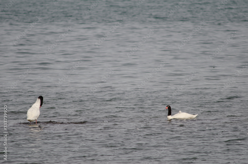 Black-necked swans Cygnus melancoryphus on the sea. Black-necked swans Cygnus melancoryphus on the sea.
