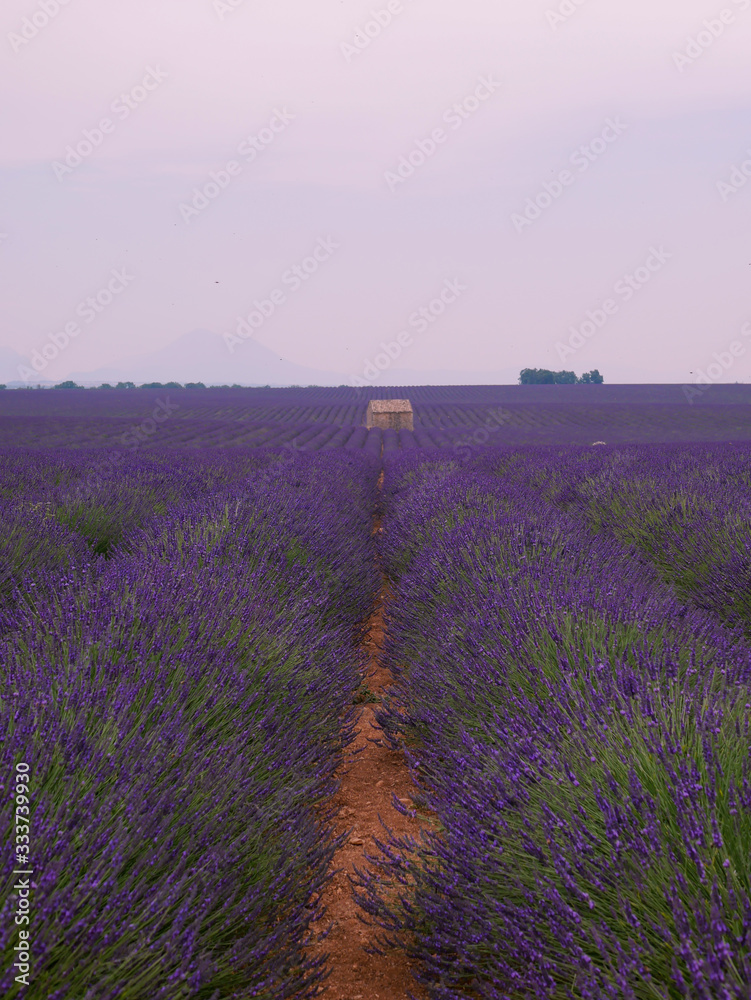Fototapeta premium Lavendelfeld der Provence mit Häuschen bei Dämmerung