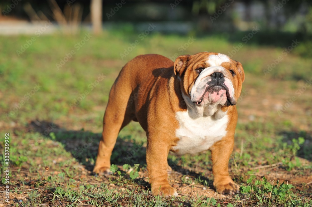 English Bulldog purebred dog brown and white in the park