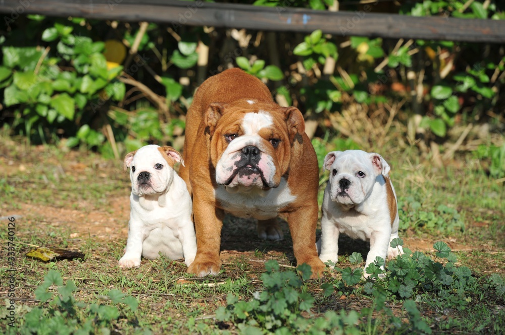 Adult english bulldog with two puppies on the grass
