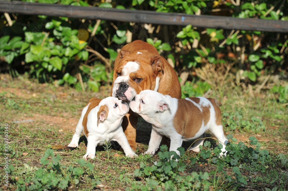 Adult english bulldog with two puppies on the grass