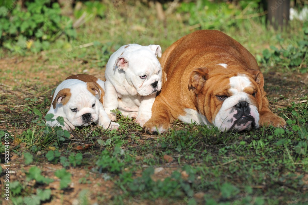 Adult english bulldog with two puppies on the grass Adult english bulldog with two puppies on the grass