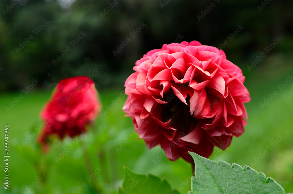 Pink Rose Pink Rose