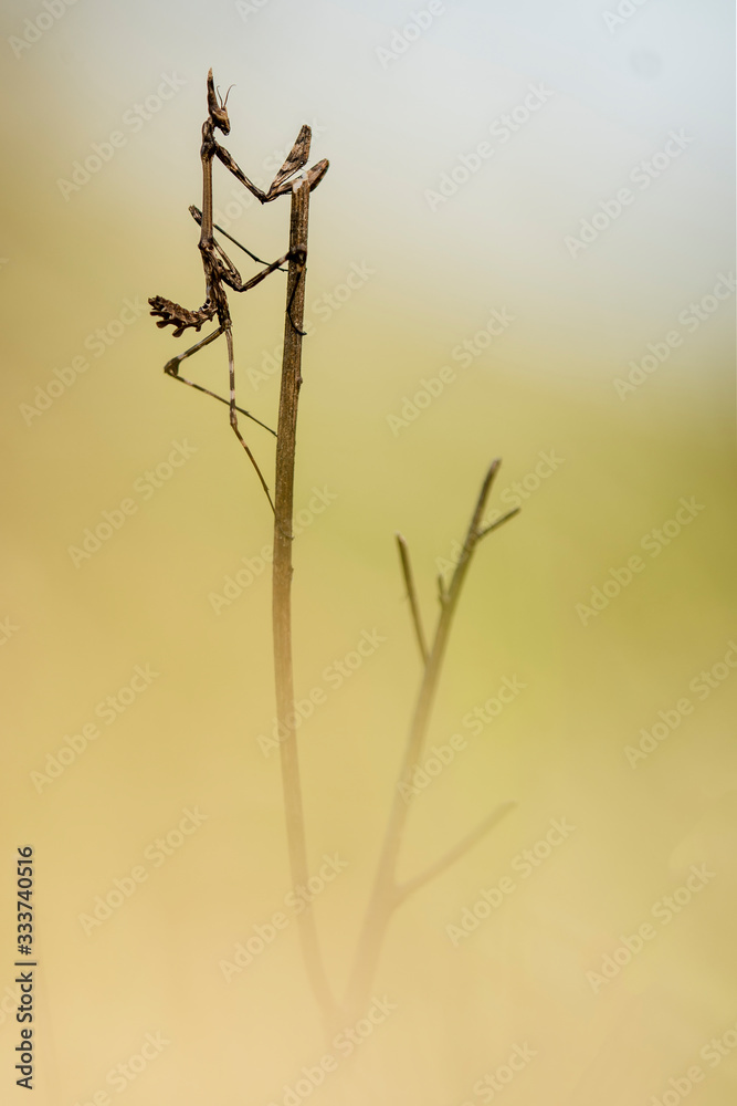 Empusa pennata Empusa pennata