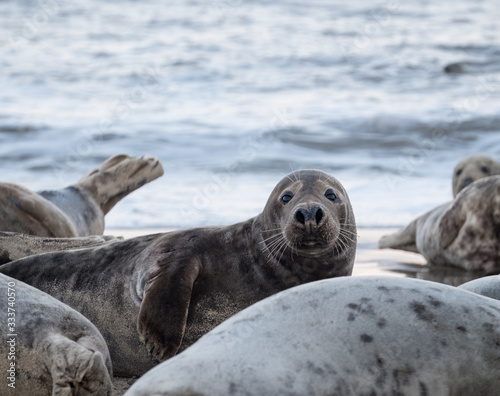Group of seals lying on sandy beach © Tanya