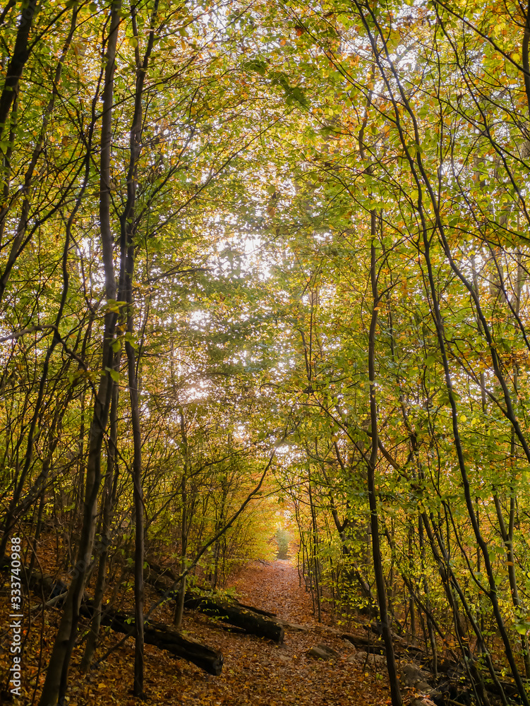 Fototapeta premium Idyllischer Waldweg im Herbst