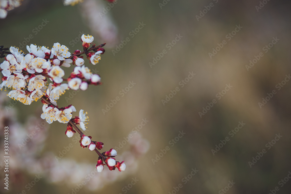 Beautiful floral spring abstract background of nature. Branches of blossoming apricot macro with soft focus on gentle light blue sky background. For easter and spring greeting cards with copy space
