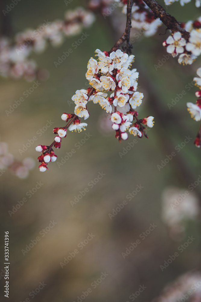 Beautiful floral spring abstract background of nature. Branches of blossoming apricot macro with soft focus on gentle light blue sky background. For easter and spring greeting cards with copy space Beautiful floral spring abstract background of nature. Branches of blossoming apricot macro with soft focus on gentle light blue sky background. For easter and spring greeting cards with copy space