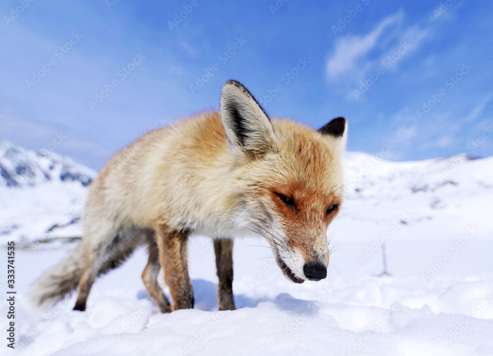 Wild fox in winter natural habitat Wild fox in winter natural habitat