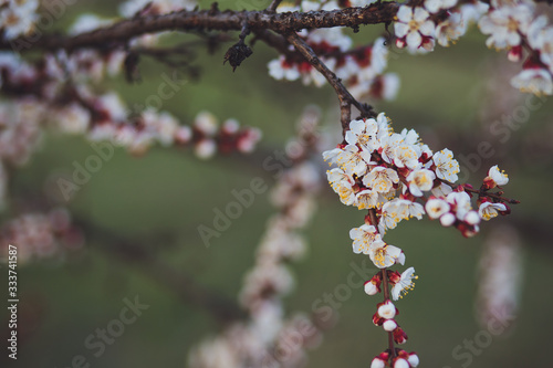 Beautiful floral spring abstract background of nature. Branches of blossoming apricot macro with soft focus on gentle light blue sky background. For easter and spring greeting cards with copy space