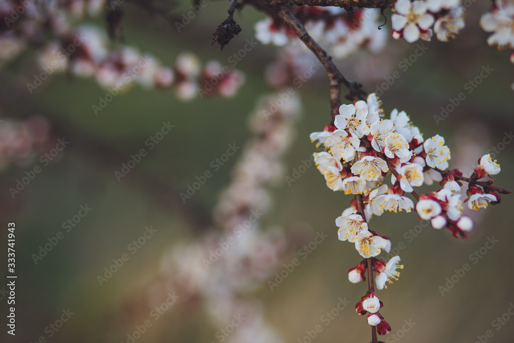 Beautiful floral spring abstract background of nature. Branches of blossoming apricot macro with soft focus on gentle light blue sky background. For easter and spring greeting cards with copy space Beautiful floral spring abstract background of nature. Branches of blossoming apricot macro with soft focus on gentle light blue sky background. For easter and spring greeting cards with copy space