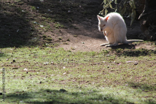 An albino kangaroo in a public zoo