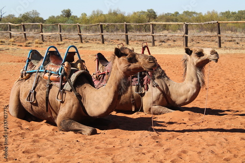 Camels in the red desert of Australia