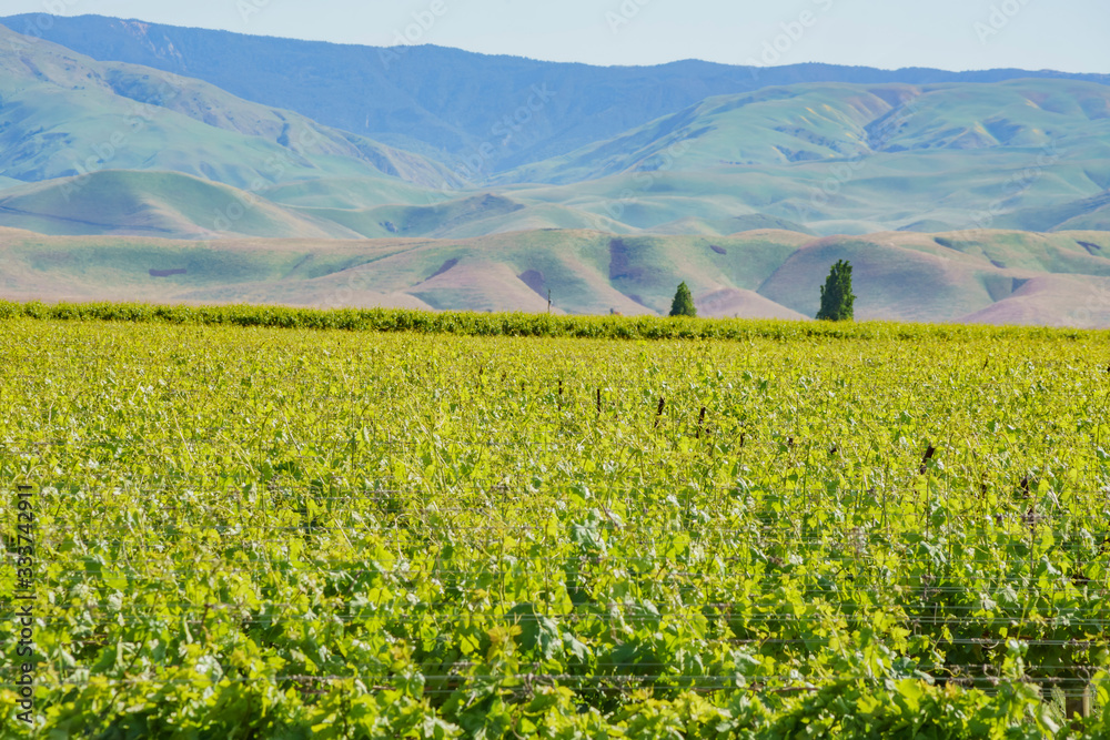 Green vineyard near Carrizo Plain