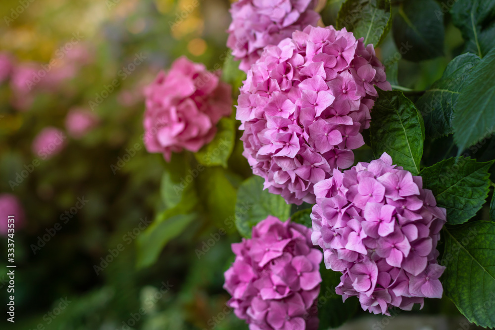 Large flowers of purple hydrangea, flowering hydrangea bush in the light of the morning sun. Cover image Large flowers of purple hydrangea, flowering hydrangea bush in the light of the morning sun. Cover image