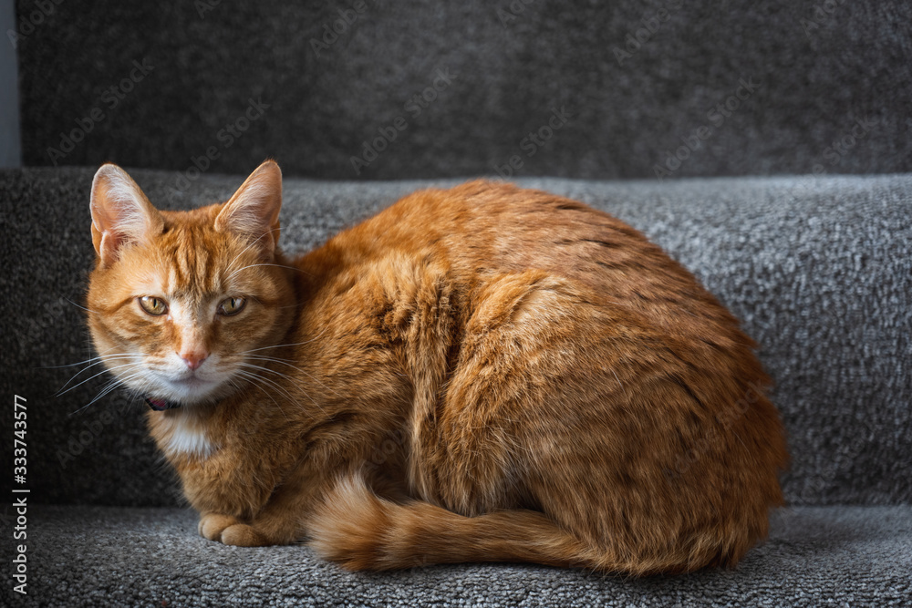 Fototapeta premium A beautiful ginger tabby tom cat sat on the staircase near a window