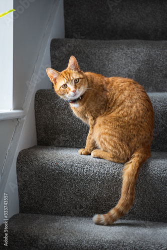 Fotografija A beautiful ginger tabby tom cat sat on the staircase near a window