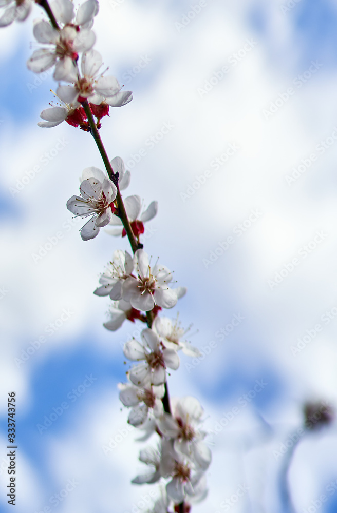 white cherry flowers bloom on a tree white cherry flowers bloom on a tree