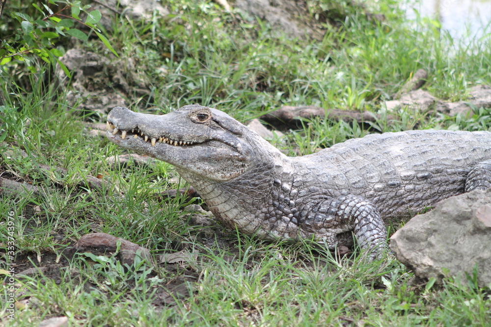 Fototapeta premium Crocodile in its open habitat