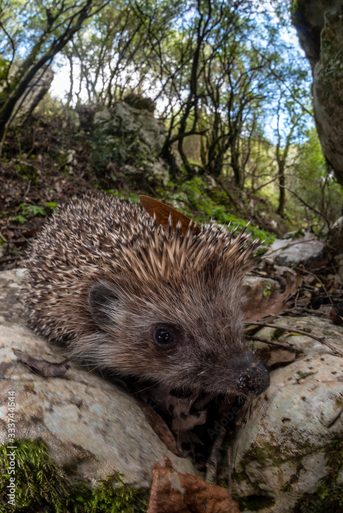 Naklejka premium Riccio