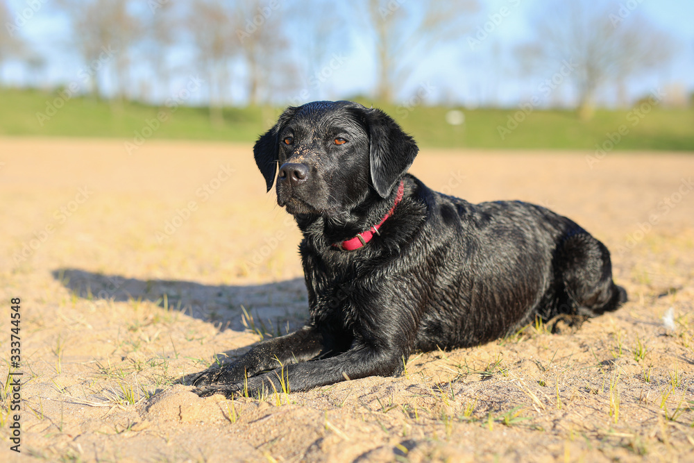 Junger schwarzer Labrador liegt am Stand in der Sonne Junger schwarzer Labrador liegt am Stand in der Sonne