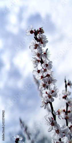 white cherry flowers bloom on a tree