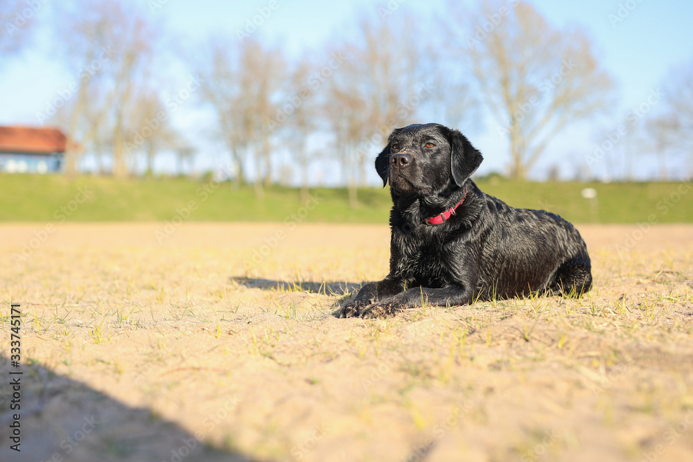 Junger schwarzer Labrador liegt am Stand in der Sonne Junger schwarzer Labrador liegt am Stand in der Sonne