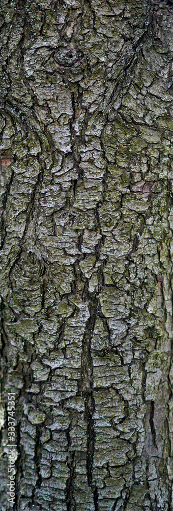 wood texture as background texture wood texture as background texture