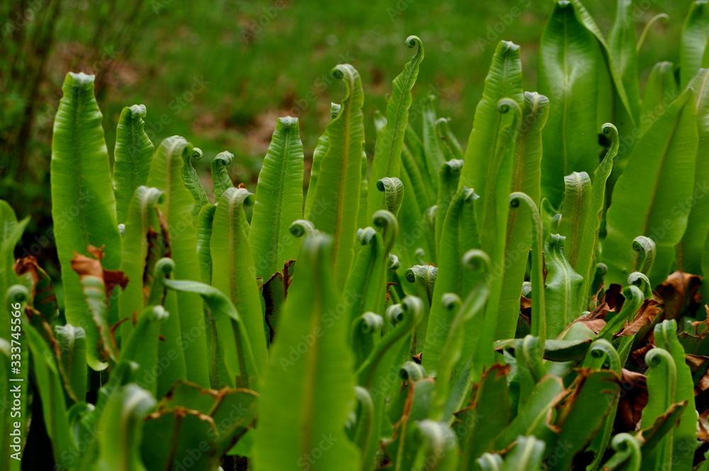 Fototapeta premium Foglie arricciate