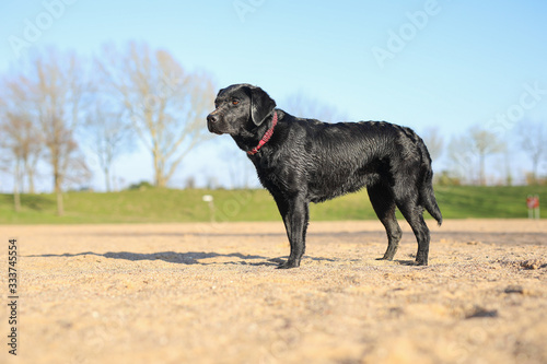 Junger schwarzer Labrador steht am Stand in der Sonne
