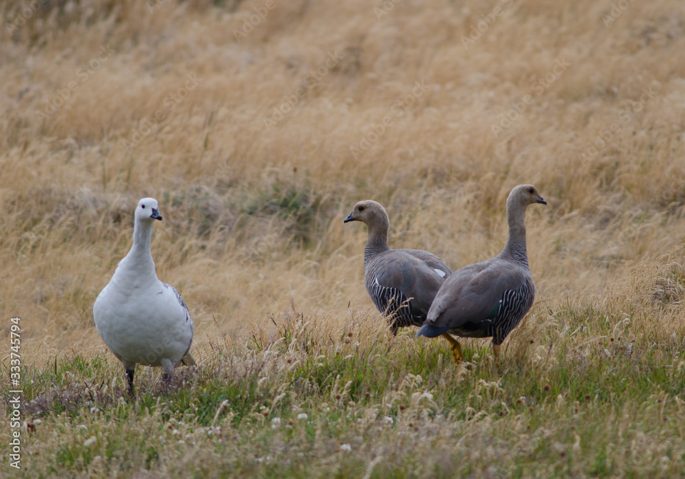 Upland Geese Chloephaga picta in a meadow. Upland Geese Chloephaga picta in a meadow.