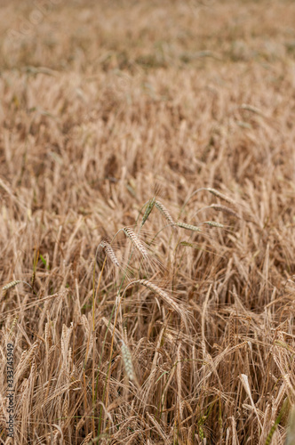Barley field ready to harvest © Stefan