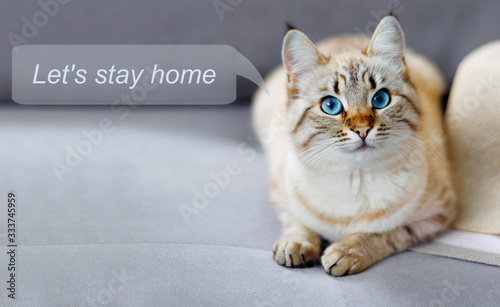 Stay at home social media campaign for coronavirus prevention. Concept with  portrait of ginger  cat