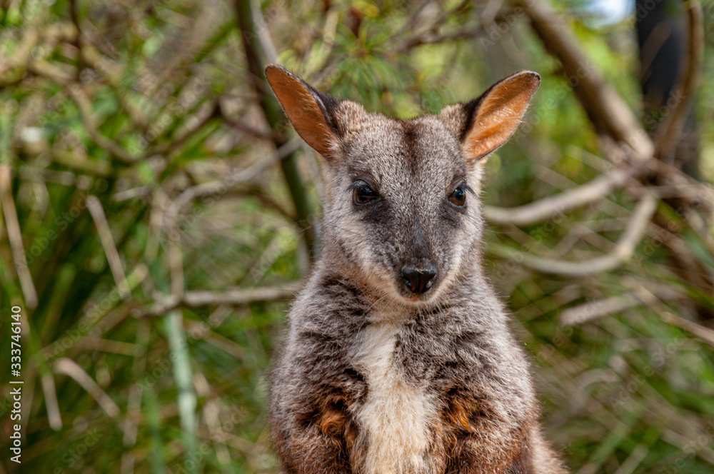 Cute Wallaby looking at the camera