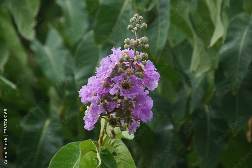 Guadeloupe nature fleurs et plantes Guadeloupe nature fleurs et plantes