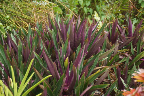 Guadeloupe nature fleurs et plantes