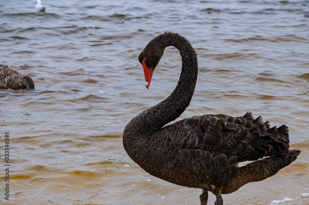 Fototapeta premium Beautiful black swan