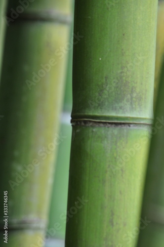particolari di bambù