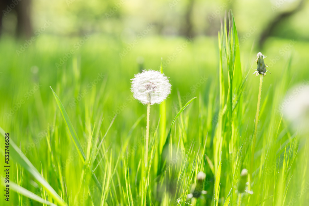 dandelion on a background of green grass in spring. dandelion on a background of green grass in spring.