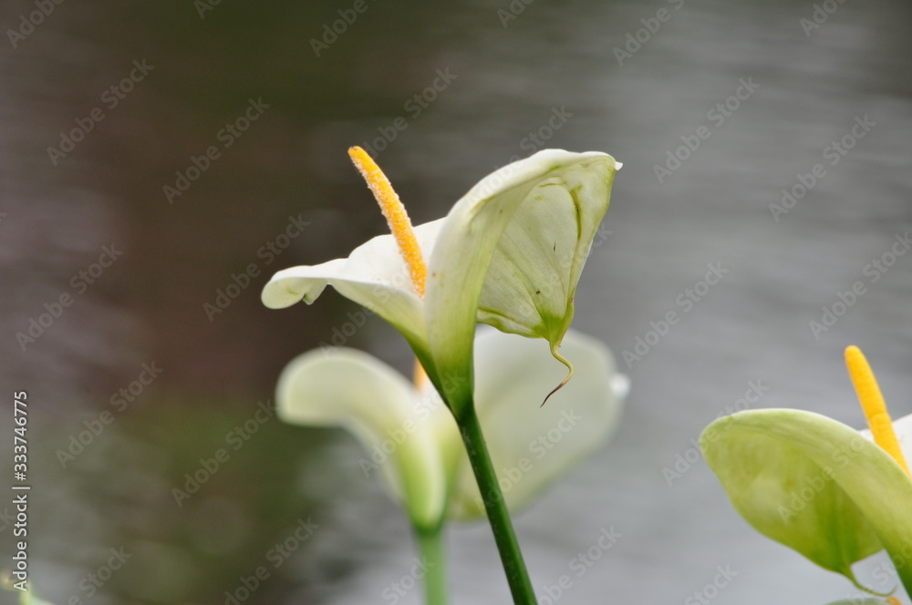 Obraz premium particolare di calla