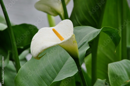 calla e natura